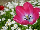 Kwiat, Tulipan