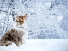 Pies, Owczarek australijski, Drzewa, Śnieg