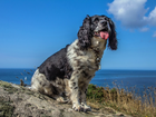 Wybrzeże, Springer spaniel angielski