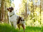 Owczarek australijski-australian shepherd