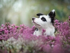 Pies, Kwiaty