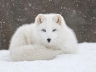 Lis, Biały, Polarny, Zima, Śnieg