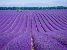 Pole, Lawenda, Valensole, Prowansja, Francja