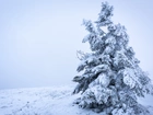 Zima, Ośnieżone, Drzewo