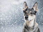 Pies, Padający, Śnieg