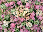 Kolorowe, Kwiaty, Róże, Hortensje