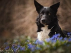 Pies, Border collie, Kwiaty, Rozmyte, Tło