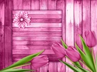 Tulipany, Różowe, Deski, 2D
