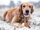 Golden retriever, Zima, Śnieg