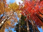 Jesień, Drzewa, Brzozy