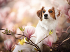 Płochacz holenderski, Kooikerhondje, Magnolia, Kwiaty