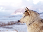 Zima, Pies, Siberian husky, Profil, Głowa, Rozmyte Tło
