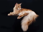 Kot, Maine, Coon