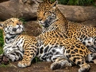 Dwa, Jaguary