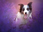 Border collie, Lawenda