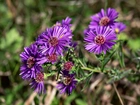 Kwiaty, Aster marcinek, Fioletowe