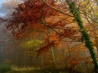 Jesień, Las, Mgła, Bluszcz