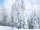Zima, Świerki, Drzewa, Las, Śnieg