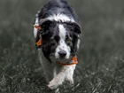 Border collie, Chustka