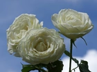 Trzy, Białe, Róże