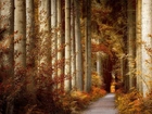 Jesień, Las, Drzewa, Krzewy, Droga