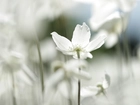 Zawilec wielkokwiatowy, Biały, Kwiat