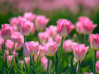 Kwiaty, Tulipany, Wiosna