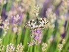 Motyl, Polowiec szachownica, Lawenda