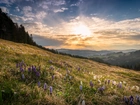 Rezerwat Biosfery Entlebuch, Okręg Lucerna, Szwajcaria, Wzgórza, Krokusy, Łąka, Drzewa, Wschód słońca