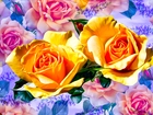 Kwiaty, Dwie, Żółte, Róże, Grafika