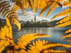 Paprocie, Jezioro Bled, Wyspa Blejski Otok, Kościół, Słowenia