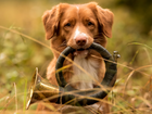 Pies, Retriever z Nowej Szkocji, Trawa, Instrument, Trąbka sygnałowa, Trąbka myśliwska