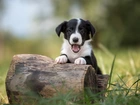 Szczeniak, Border collie, Pyszczek, Pieniek, Trawa