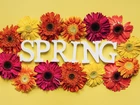 Wiosna, Napis, Spring, Kwiaty, Gerbery