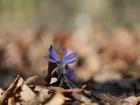 Krokus, Mały, Kwiat, Fioletowy