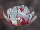 Kwiat, Tulipan, Krople, Zbliżenie