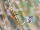 Motyl, Modraszek ikar, Trawa, Źdźbło