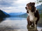 Pies, Owczarek australijski, Zanurzone, Łapy, Jezioro
