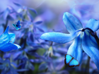 Kwiaty, Niebieskie, Płatki, Cebulica, Dzwonek, Motyle