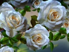 Kwiaty, Białe, Róże, Grafika