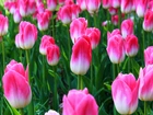 Kwiaty, Biało-różowe, Tulipany, Plantacja