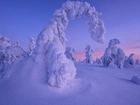 Zima, Śnieg, Zaśnieżone, Drzewa