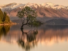 Góry, Ośnieżone, Szczyty, Jezioro Wanaka, Drzewo, Odbicie, Nowa Zelandia