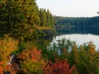 Jezioro, Las, Kolorowe, Drzewa, Krzewy, Jesień