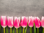 Biało-różowe, Tulipany, Szare, Tło