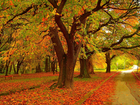 Park, Drzewa, Jesień, Kolorowe, Liście, Ścieżka