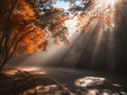 Jesień, Droga, Drzewa, Przebijające światło, Słoneczne
