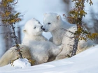 Zima, Śnieg, Dwa, Małe, Niedźwiadki, Niedźwiedzie polarne