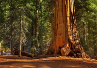 Park Narodowy Kings Canyon, Las, Drzewa, Sekwoja, Stan Kalifornia, Stany Zjednoczone