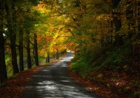 Jesień, Las, Droga, Pożółkłe, Drzewa